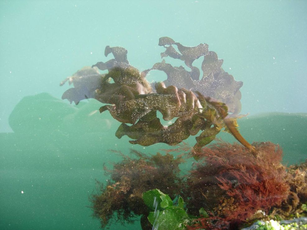 Wakame seaweed an invasive seaweed to our waters