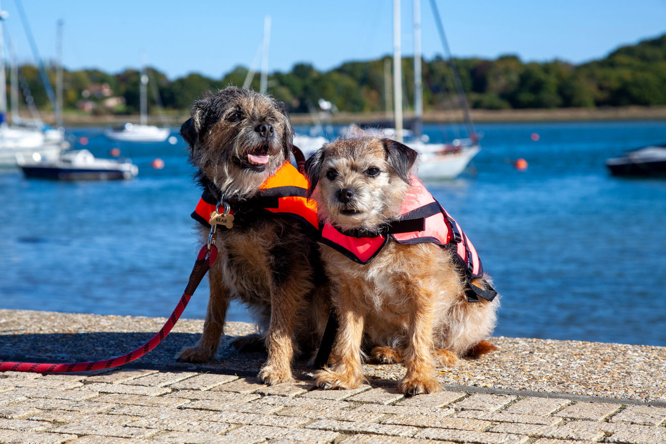 Wide shot of two small dogs in lifejackets