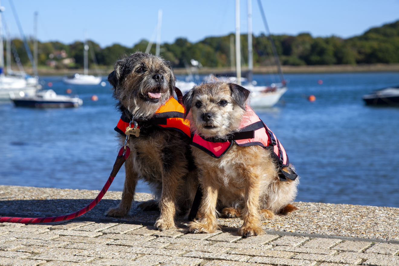 Wide shot of two small dogs in lifejackets