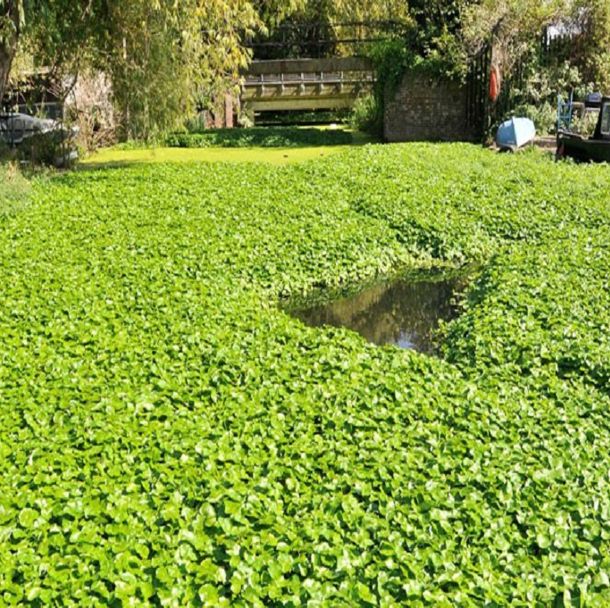 Floating Pennywort another non-native species 