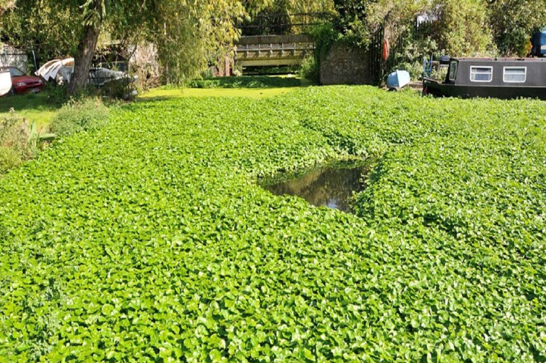 Floating Pennywort another non-native species 
