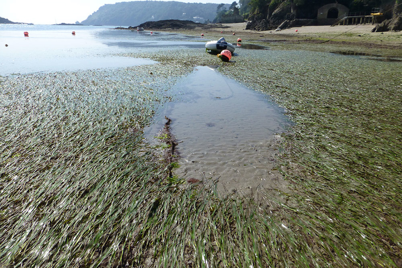 Damage to seagrass and sea weed from mooring