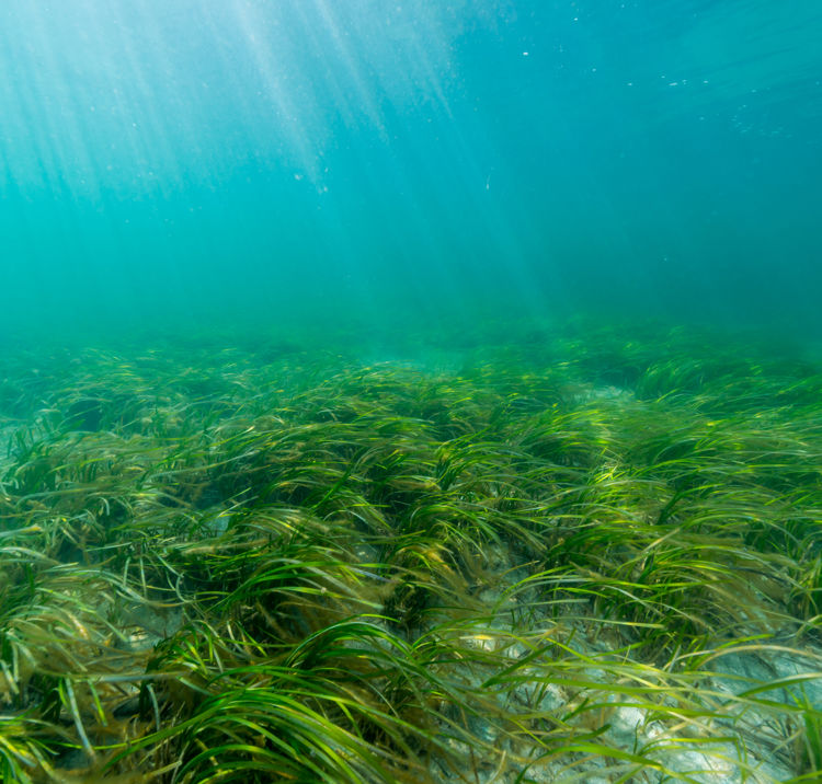 Seagrass