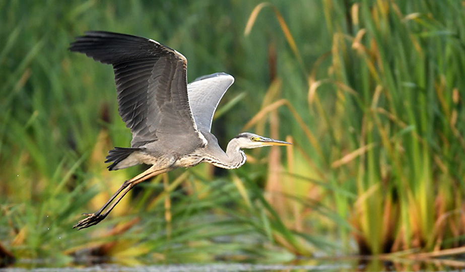 bird flying through rushes along water